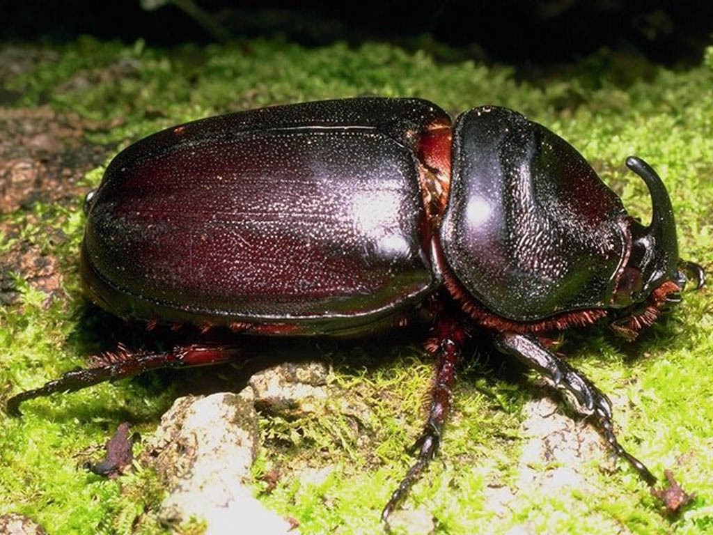 Coconut Rhinoceros Beetle - Manoa College Tropical